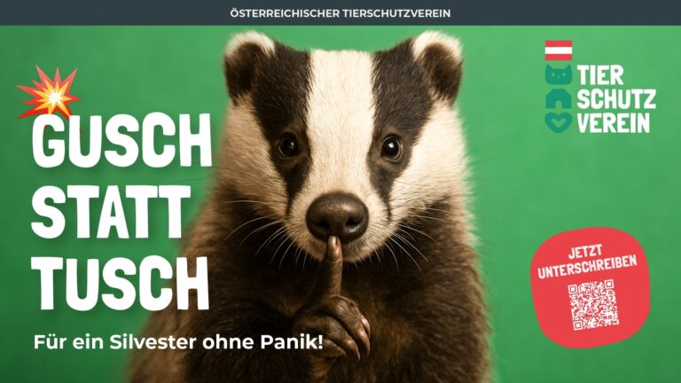 GuschStattTusch_Dachs©OeTV