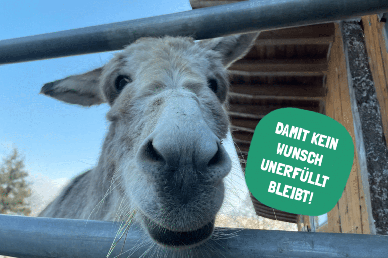 Österreichischer Tierschutzverein-Spendenprojekt: Osteraktion für unsere Schützlinge