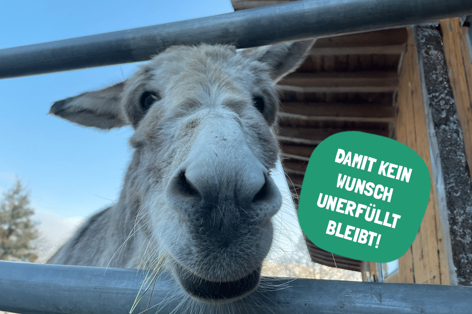 Österreichischer Tierschutzverein-Spendenprojekt: Osteraktion für unsere Schützlinge