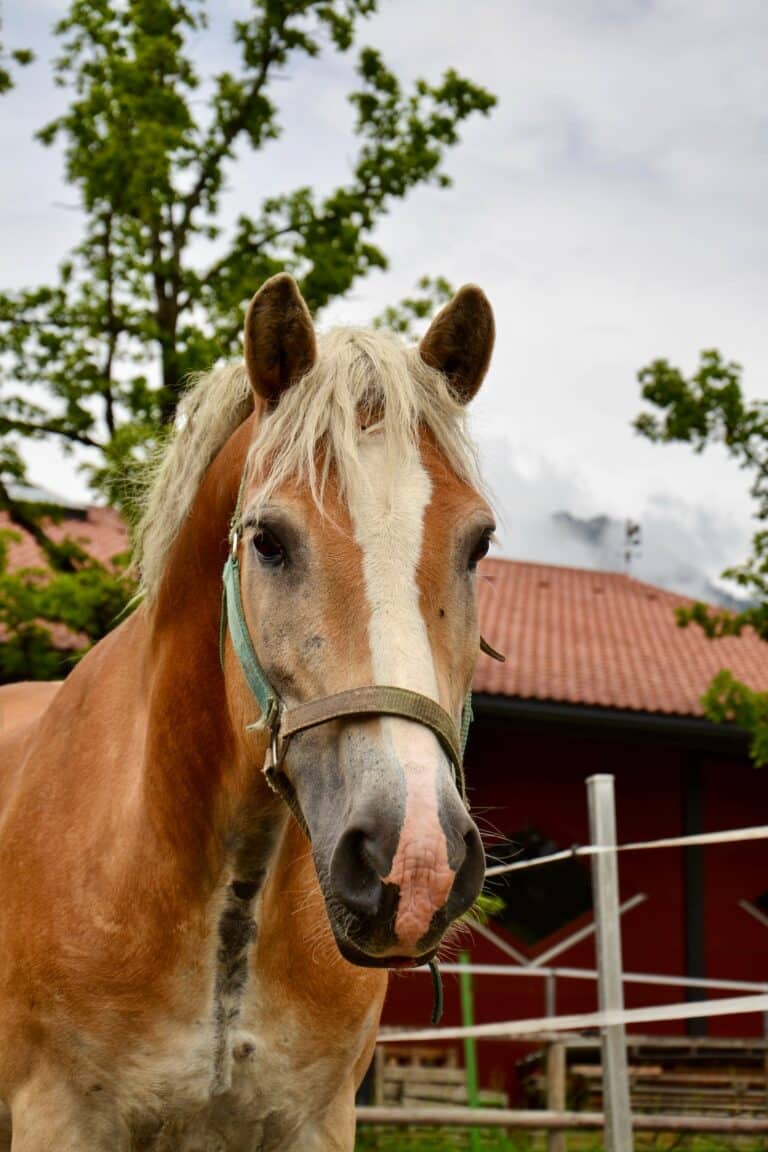 Haflinger Lino ©OeTV