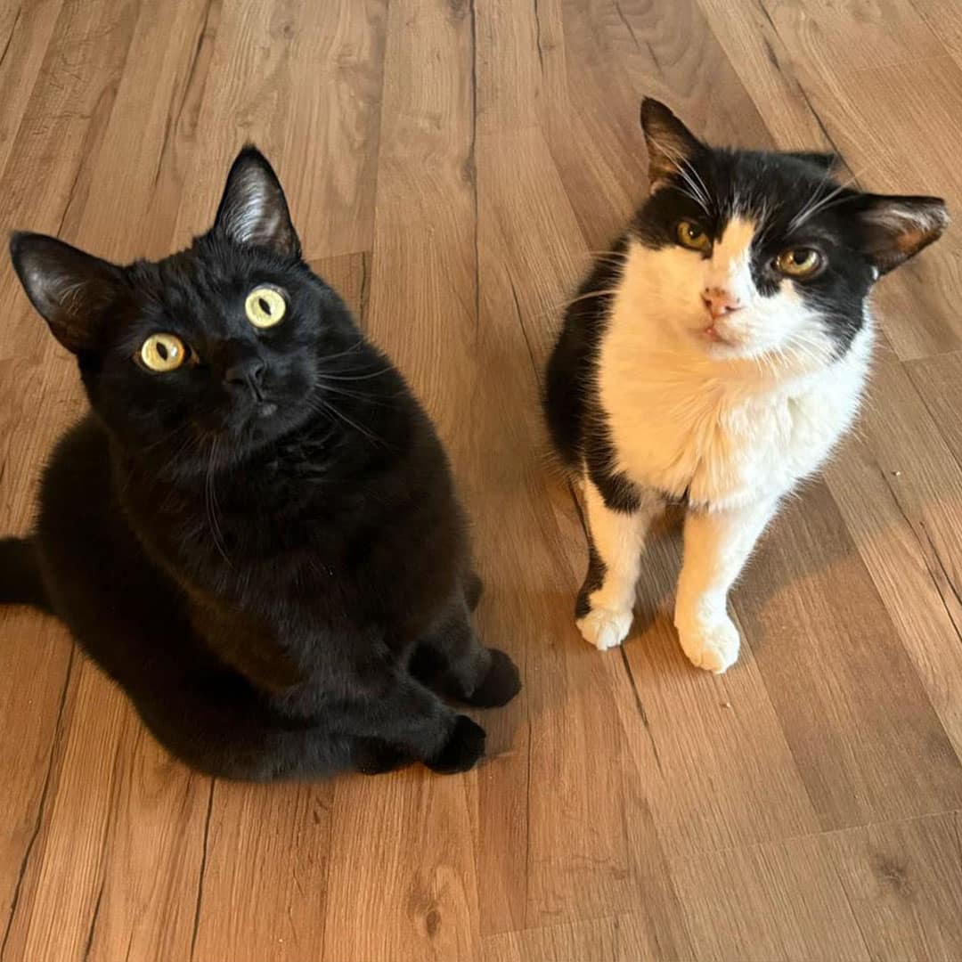 Österreichischer Tierschutzverein-Happy Ends: Kater Prinzi