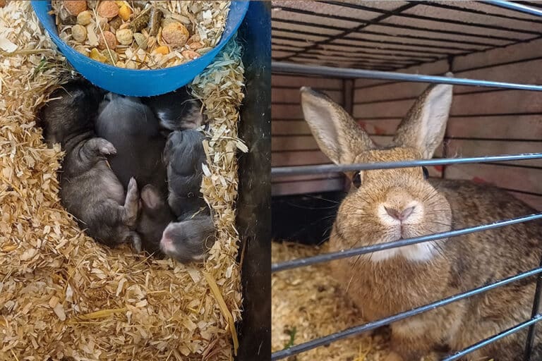 Österreichischer Tierschutzverein - Spendenprojekte: Bitte hilf den Kleintieren!