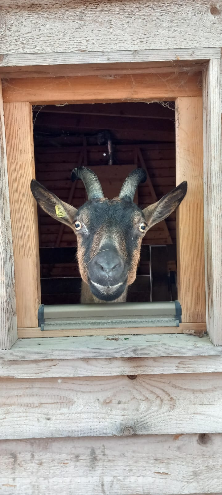 Heidi schaut aus Stall © Österreichischer Tierschutzverein