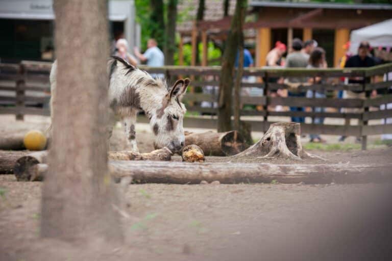 Österreichischer Tierschutzverein - Anlassspenden: Hilf mit deinem Event Tieren in Not
