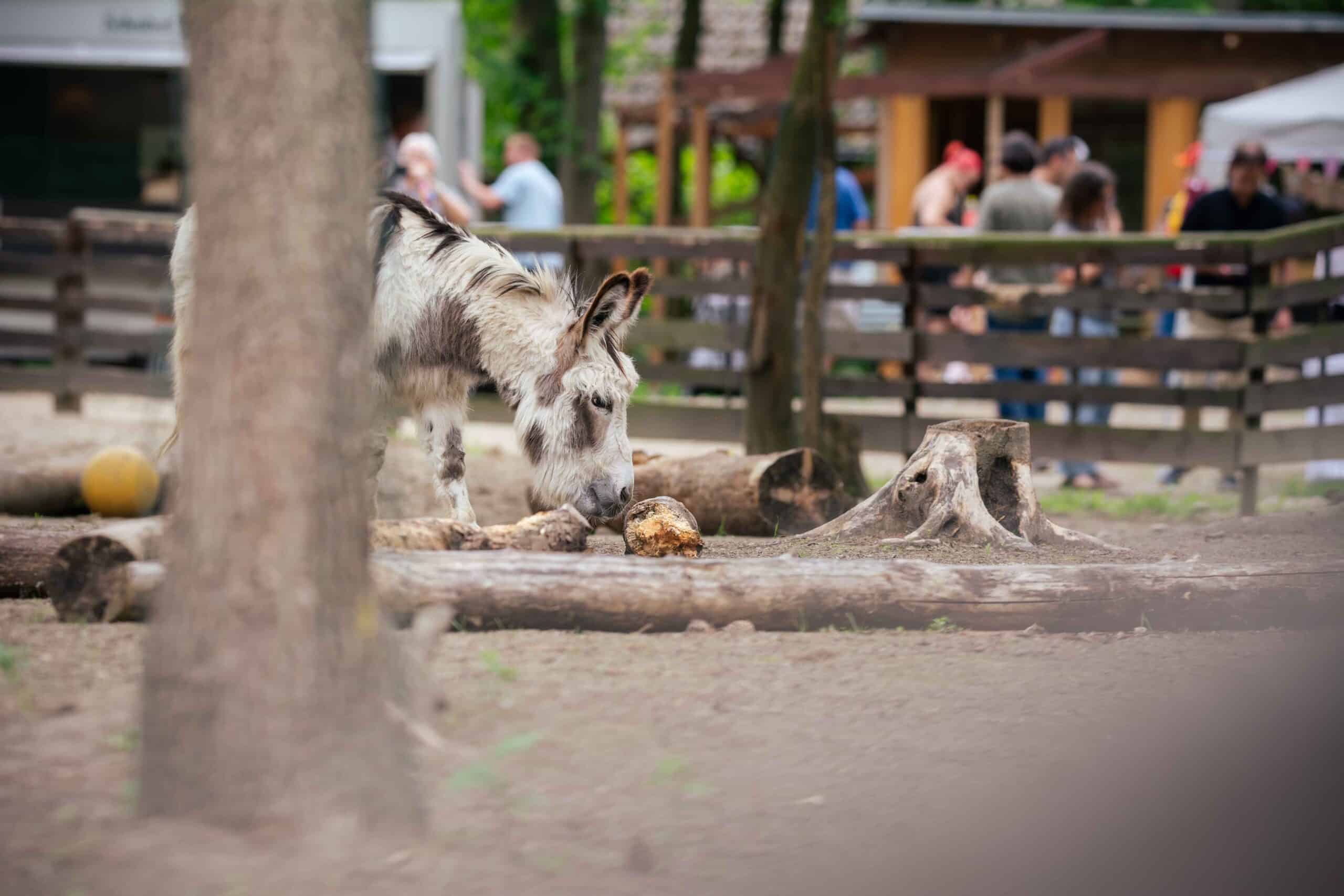 Österreichischer Tierschutzverein - Anlassspenden: Hilf mit deinem Event Tieren in Not