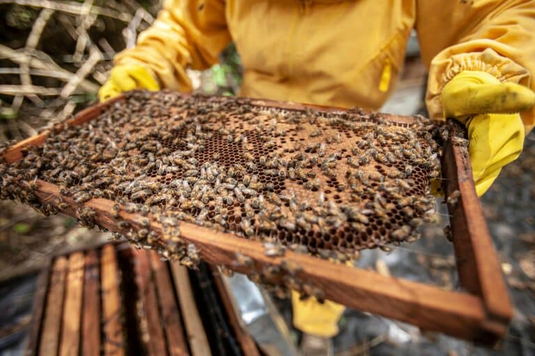 Honigbienen 1 pexels-franco30-3221394