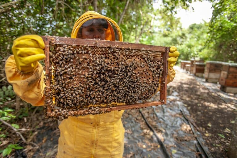 Honigbienen 2 pexels-franco30-3213004