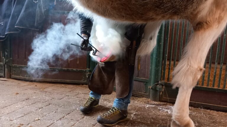 Hufschmied 1 © Österreichischer Tierschutzverein