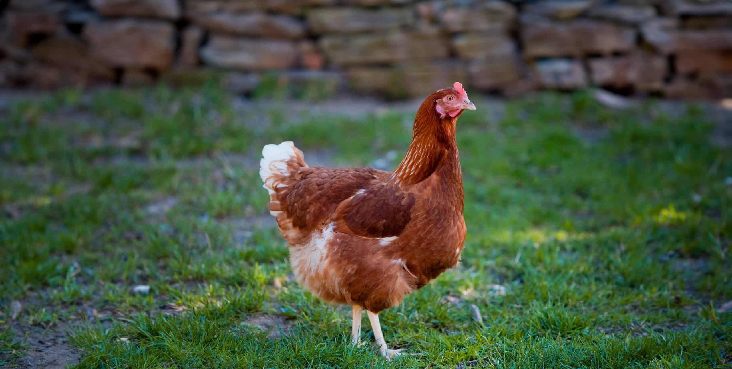 Österreichischer Tierschutzverein: Buchverlosung zum Thema Huhn
