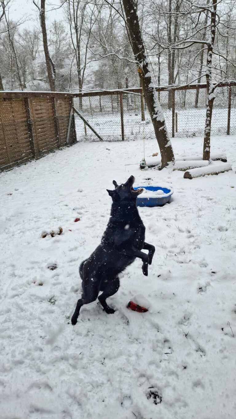 Hund Blacky © Österreichischer Tierschutzverein