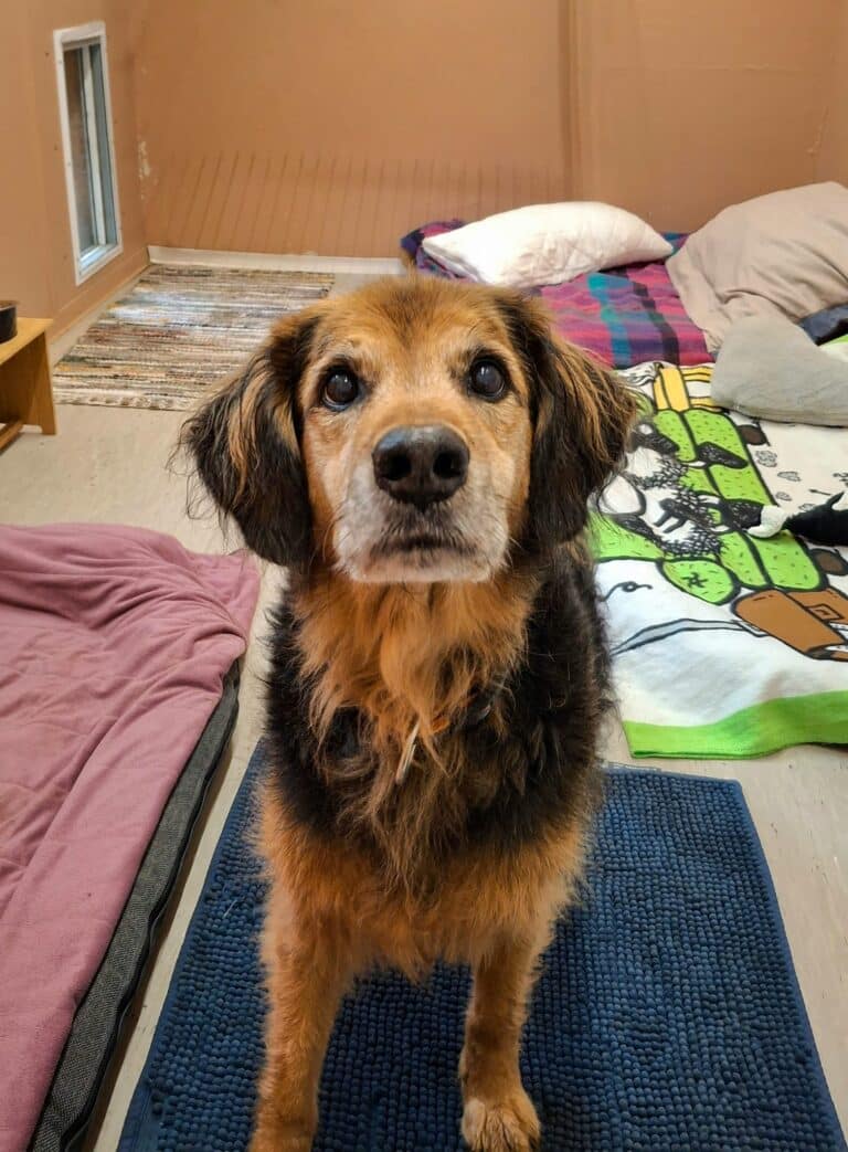 Hund Samy © Österreichischer Tierschutzverein