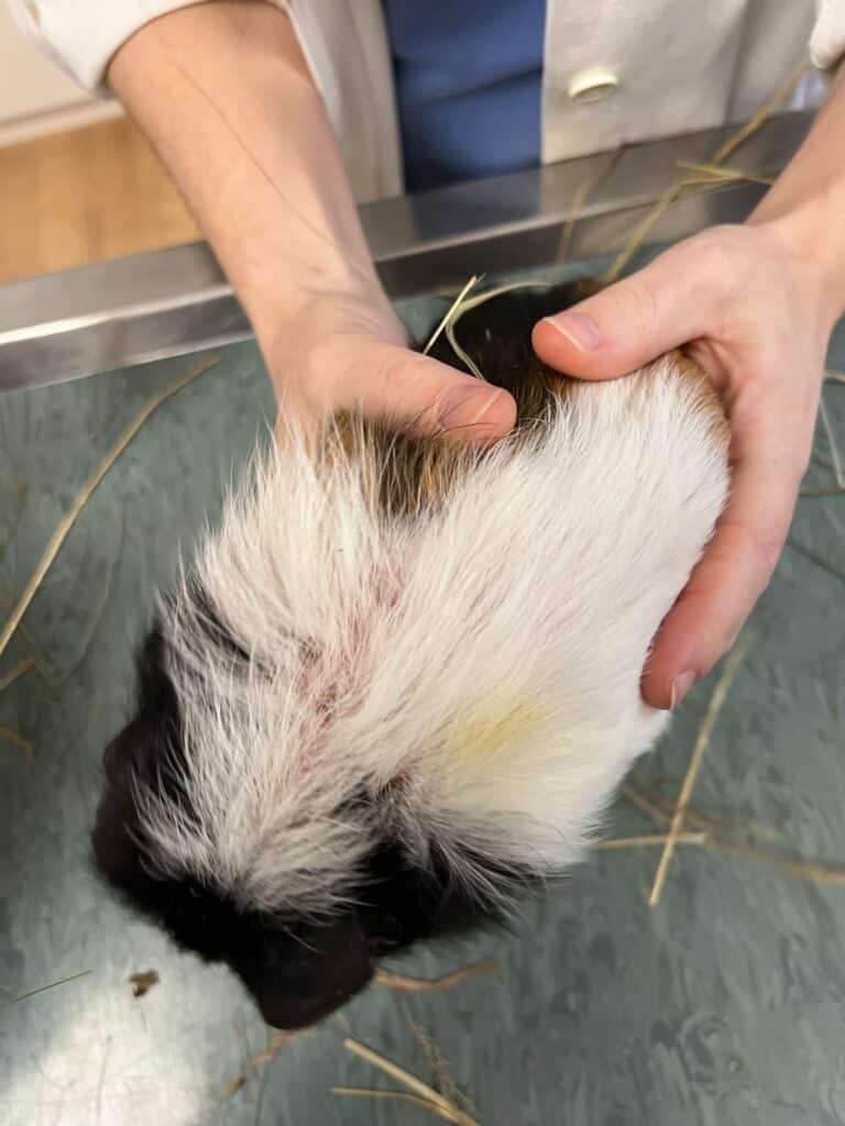 Meerschweinchen Robert leidet an einem Parasitenbefall