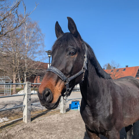 Österreichischer Tierschutzverein - Tiervermittlung: Charmeur Cordino