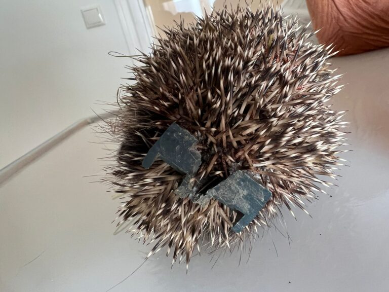 Igel beim Tierarzt 3 ©ÖTV