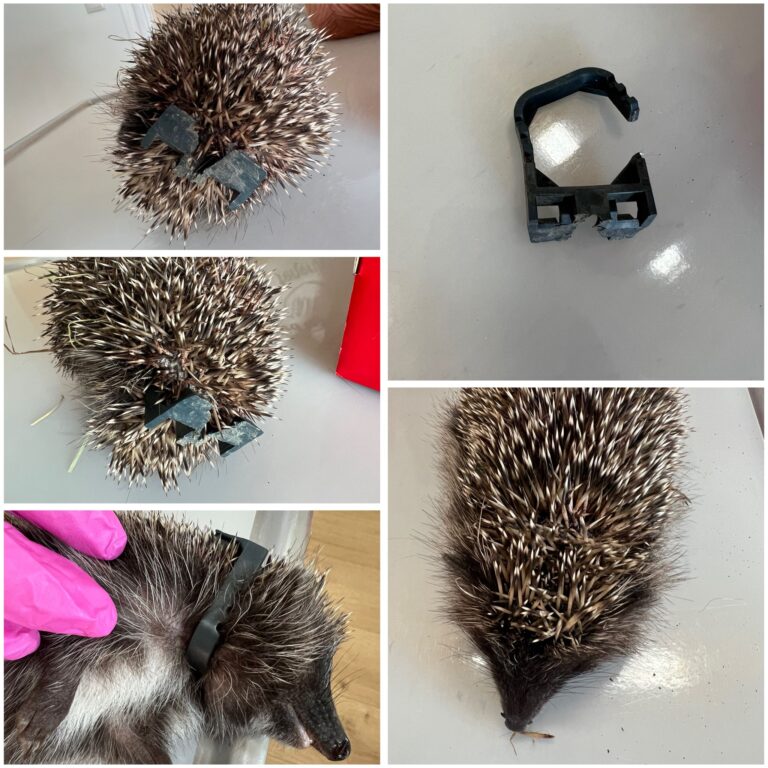 Igel beim Tierarzt 4 ©ÖTV