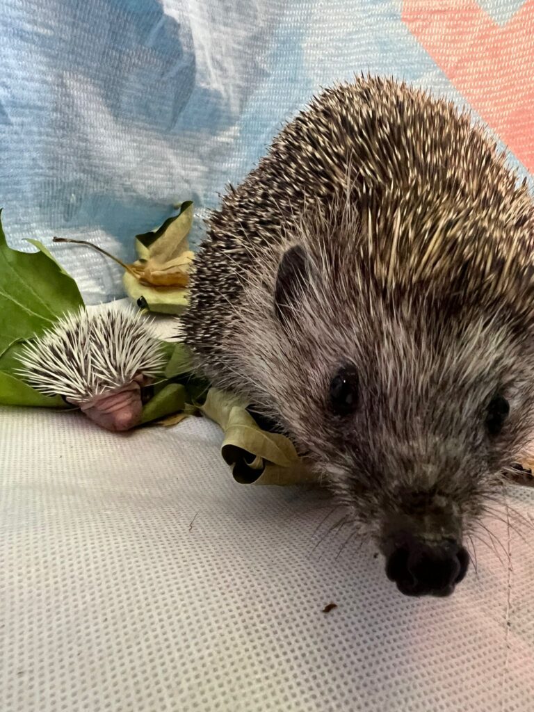 Pflege-Igel mit Baby © ÖTV