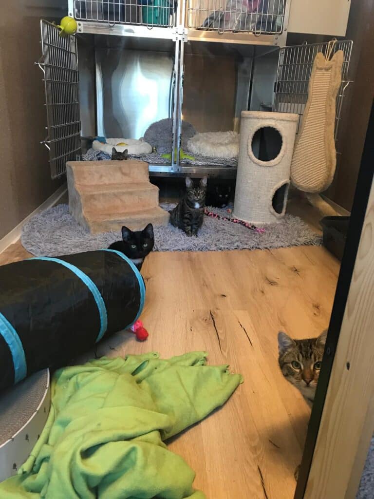 Junge Streuner Bruno, Berta, Betty und Bubble ©OeT