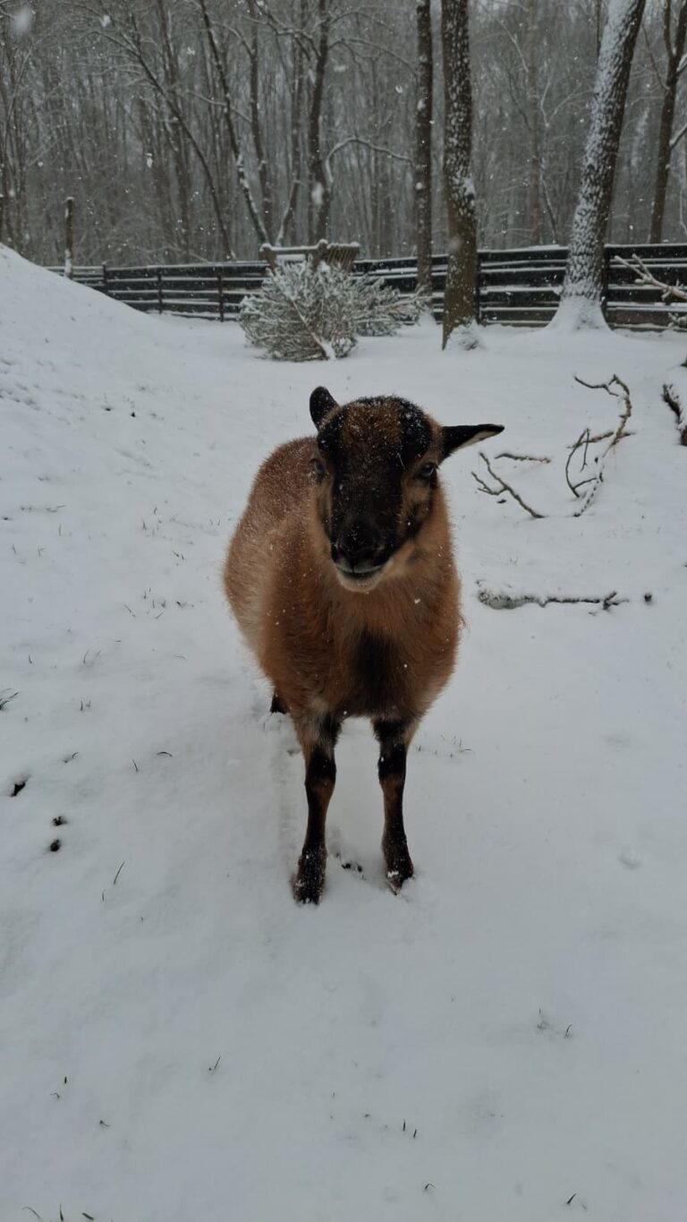 Kamerunschaf Sissi © Österreichischer Tierschutzverein
