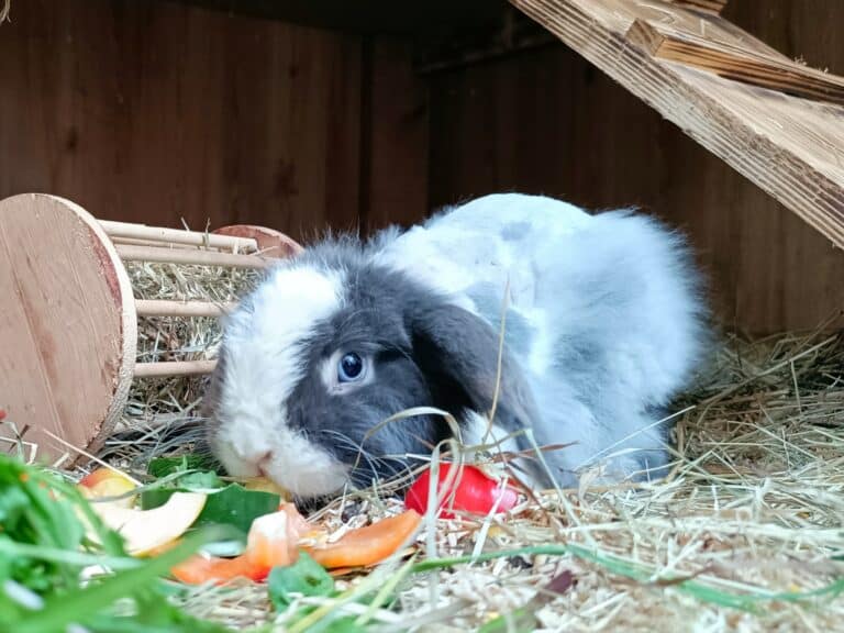 Kaninchen Sunny im Gehege ©OeTV