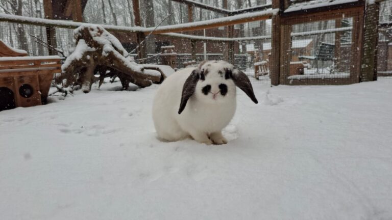 Kaninchen im Schnee © Österreichischer Tierschutzverein