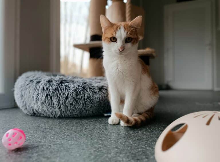 Kater Bubi im neuen Katzenhaus ©OeTV
