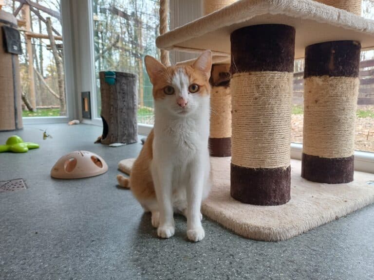 Kater Bubi ©OeTV