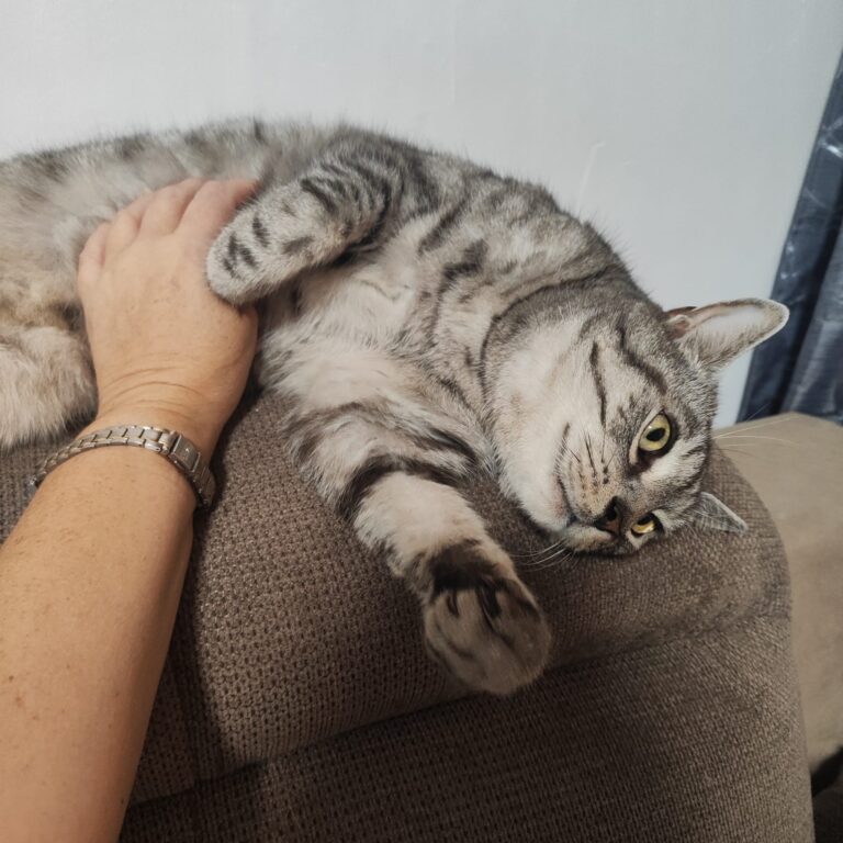Kater Gismo ©ÖTV