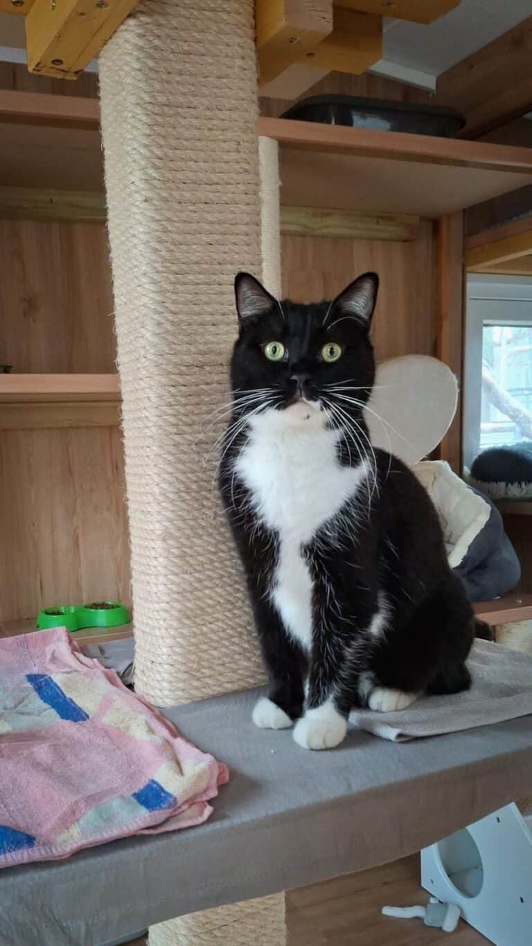 Kater Pauli ©OeTV