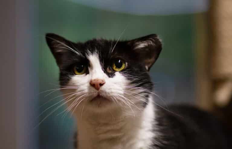Kater Prinzi 1 ©OeTV