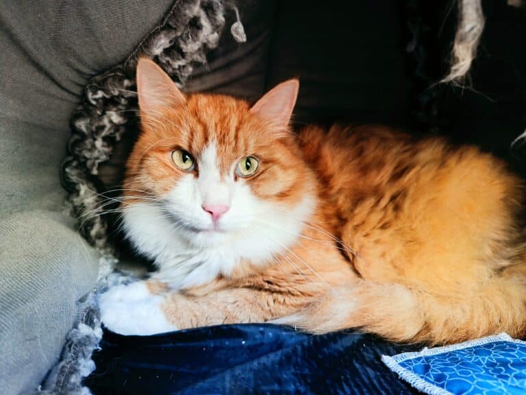 Kater Simba war die erste Katze im neuen Katzenhaus.