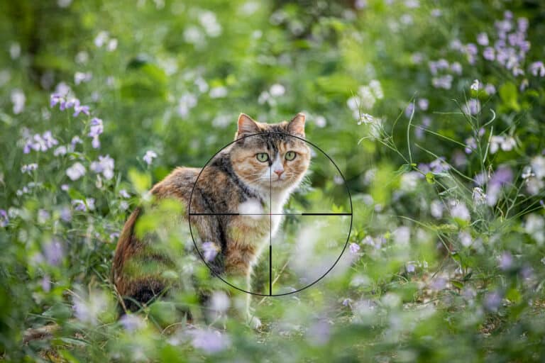 Katze-im-Fadenkreuz ©OeTV