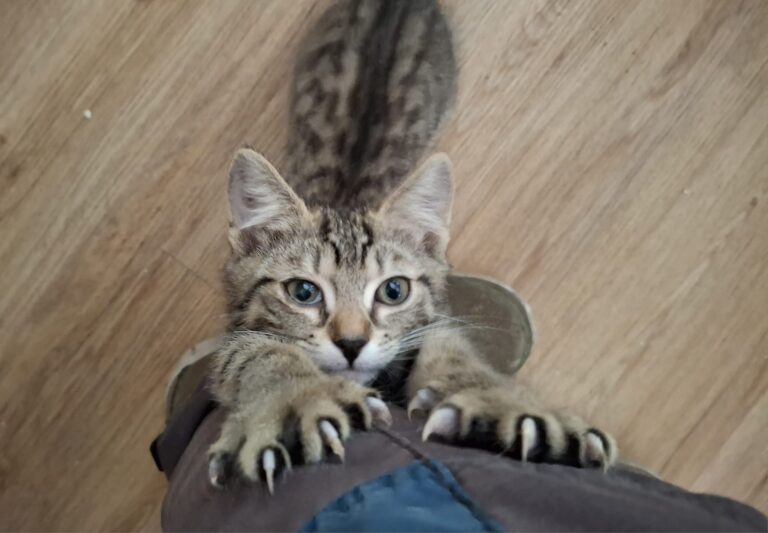 Katze in Kratzlaune © Oetv