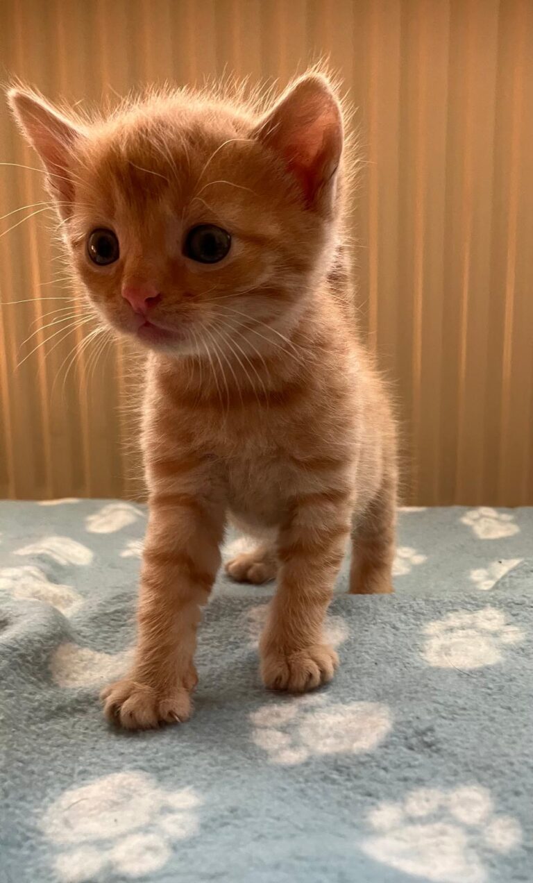 Kitten ©OeTV