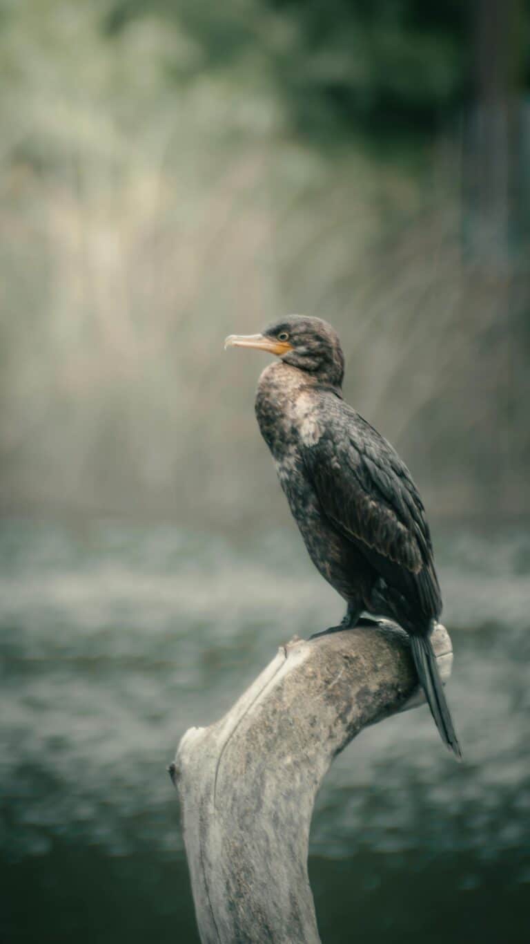Kormoran pexels-ezequielmimanl