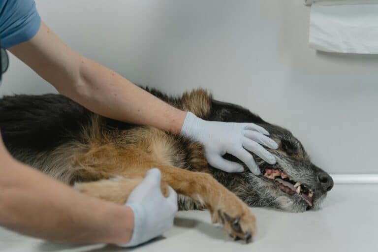 Kranker Hund pexels-tima-miroshnichenko
