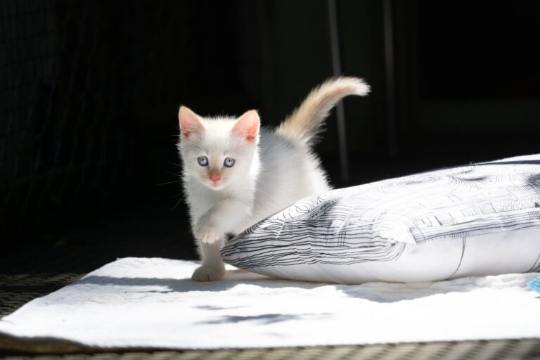 Lilly Kitten 2 ©OeTV Bea Romstorfer