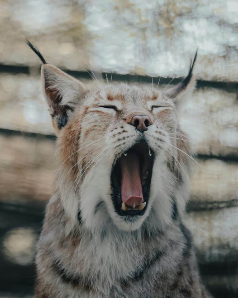 Luchs pexels-davidohboy
