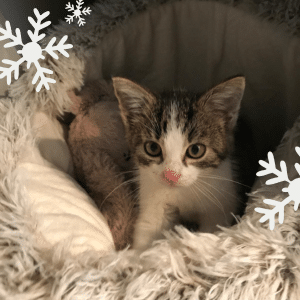 Österreichischer Tierschutzverein - Weihnachtsaktion: Erfüllst du den Herzenswunsch von Luna?