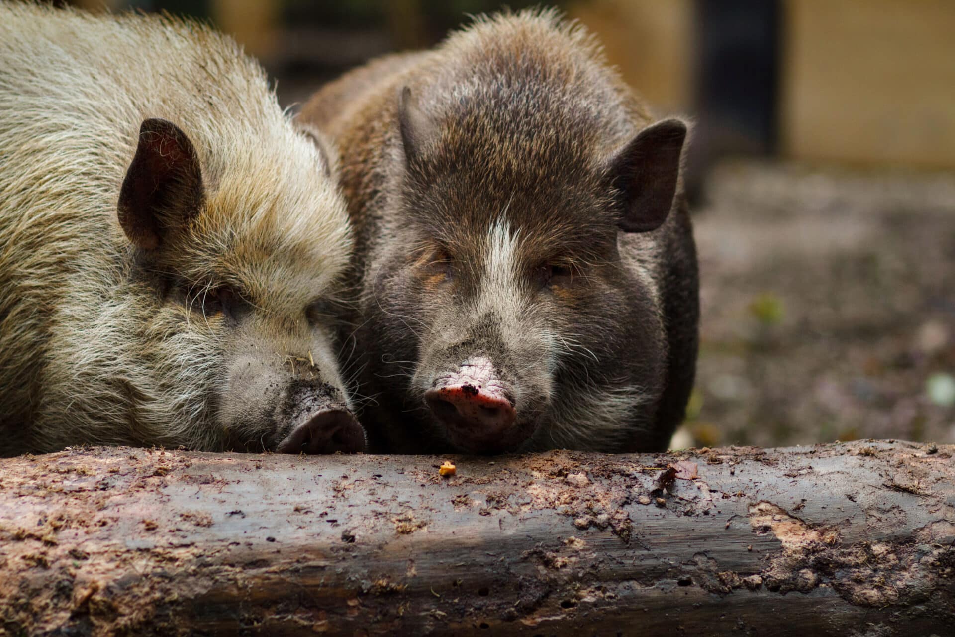 Österreichischer Tierschutzverein - Tierpatenschaft: Siggi und Eberhard