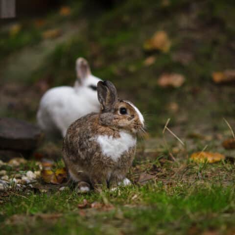 Österreichischer Tierschutzverein - Tiervermittlung: Die fröhliche Kaninchen Truppe.