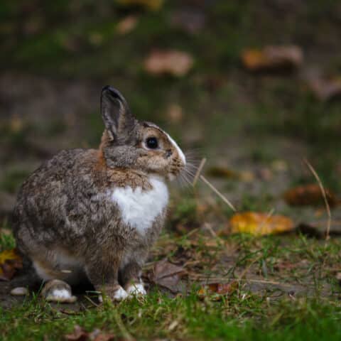 Österreichischer Tierschutzverein - Tiervermittlung: Die fröhliche Kaninchen Truppe.