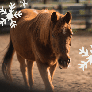 Österreichischer Tierschutzverein - Weihnachtsaktion: Erfüllst du den Herzenswunsch von Marana?