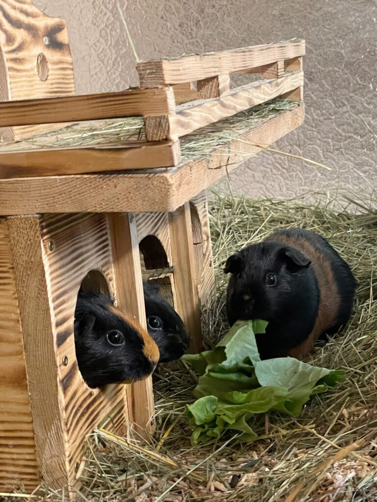 Meerschweinchen Herzi, Pinki und Lola
