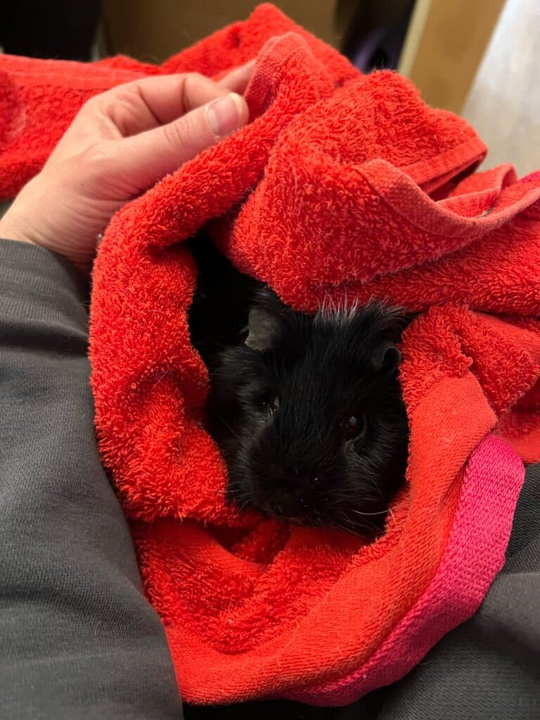 Meerschweinchen Robert 2 © ÖTV