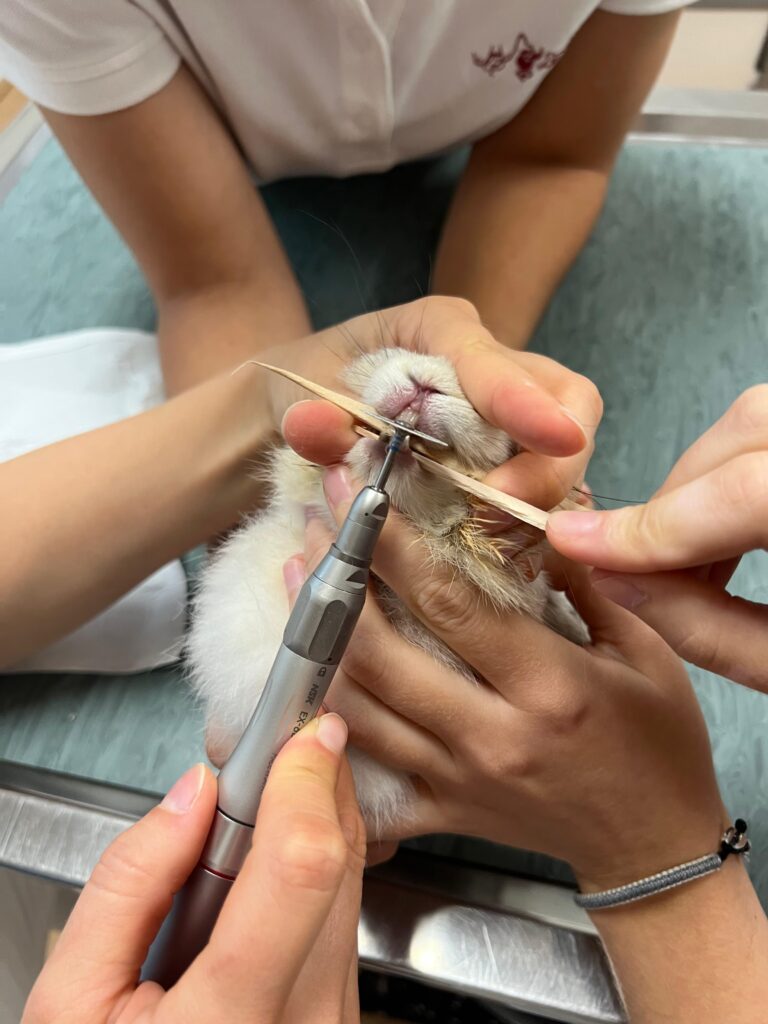 Meerschweinchen bei Zahnpflege ©OeTV