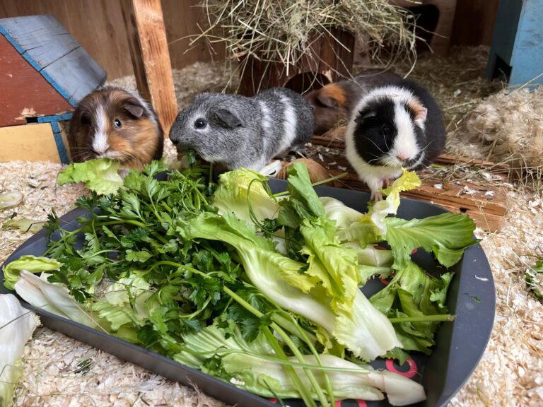 Meerschweinchen beim Fressen © Österreichischer Tierschutzverein