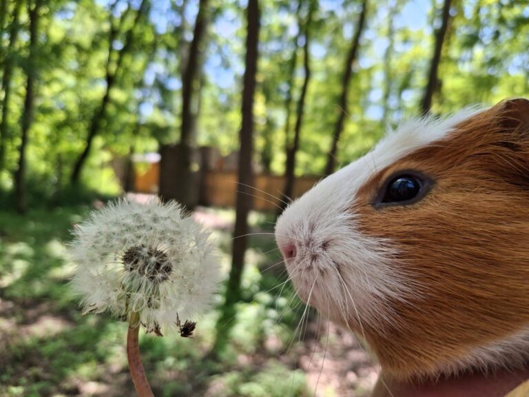 Meerschweinchen mit Löwenzahn ©OeTV