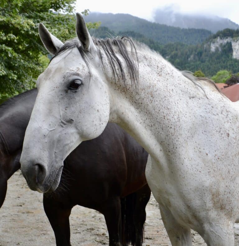 Milord: 10-jähriger Lipizzaner-Wallach