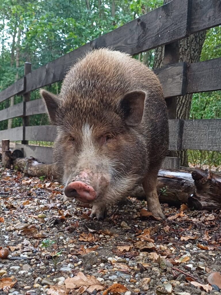 Minischwein Eberhard © ÖTV