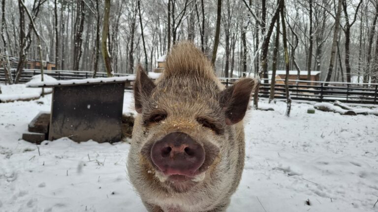 Minischwein Eberhart © Österreichischer Tierschutzverein